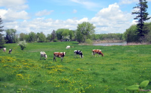 Out and about in the area......  I love seeing these cows out grazing, in their field along the Sandy River (visible in center right). Their farm is along the road into Farmington, and i always look for them when I'm driving by.