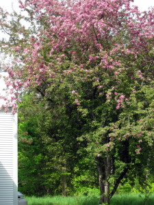 This large apple tree in the backyard is so enjoyable and usually full of birds. This late-May morning photograph also shows the 200-year-old barn to the left, with the propane tanks (for heat, cooking) just barely visible behind the barn.