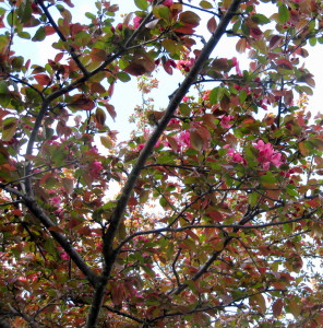 There are two large gangly gnarly old apple trees in the front yard.  They host so many birds, in all seasons, and are also beautiful just in their leaves, blooms, bark, and branches.