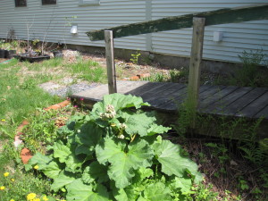 We found this great rhubarb plant by the back door, and promptly made pies and custards with it last year.  I made the pie with rhubarb & blueberries, not strawberries.  YUM!!!   If you're there at rhubarb time, please try it.